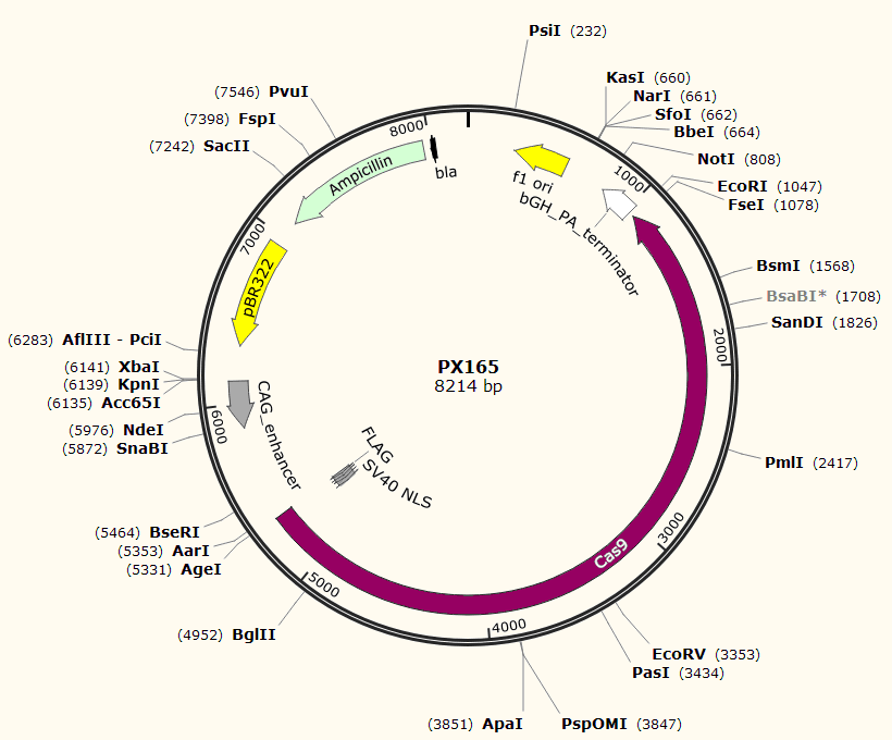 PX165载体图谱