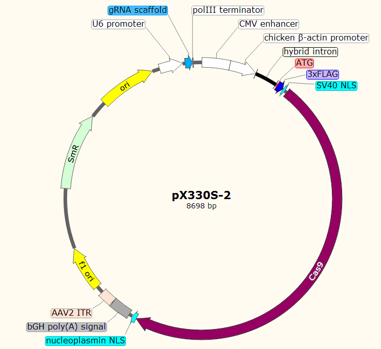 PX330S-2载体图谱