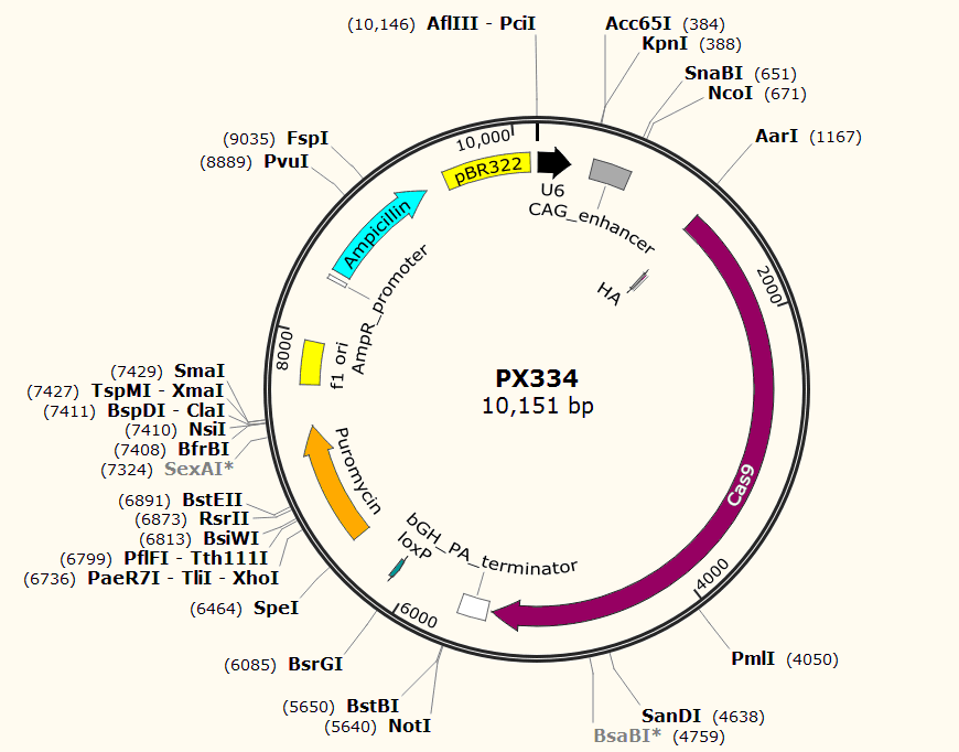 PX334载体图谱