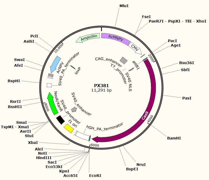 PX381载体图谱