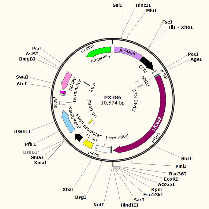 PX386载体图谱