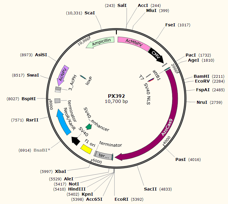 PX392载体图谱