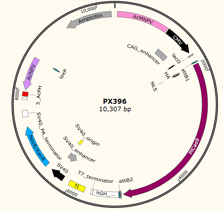 PX396载体图谱