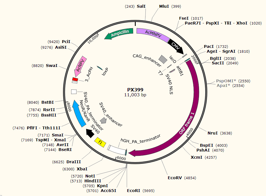 PX399载体图谱