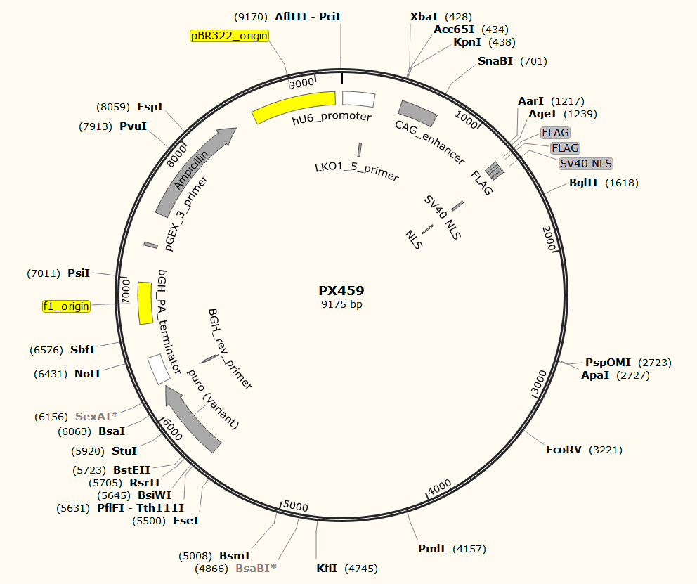 PX459载体图谱