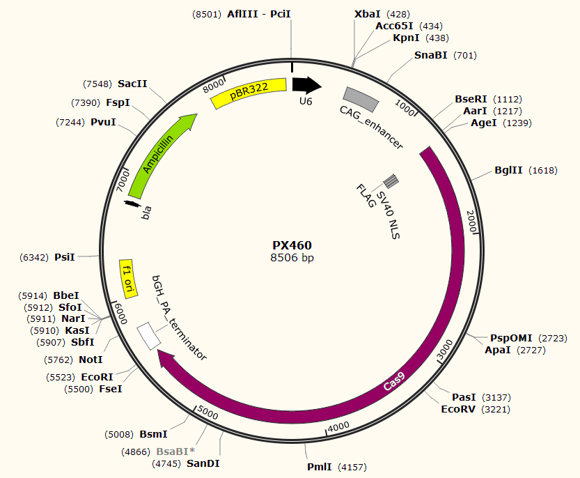 PX460载体图谱