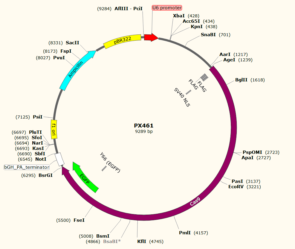 PX461载体图谱