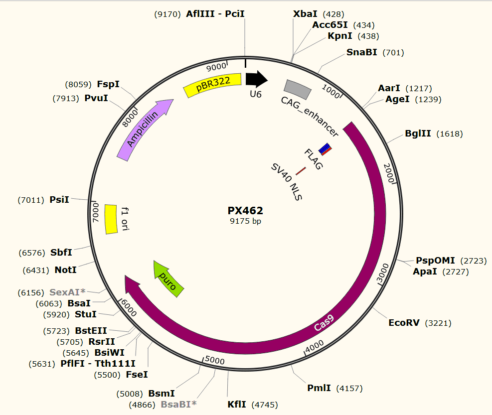 PX462载体图谱