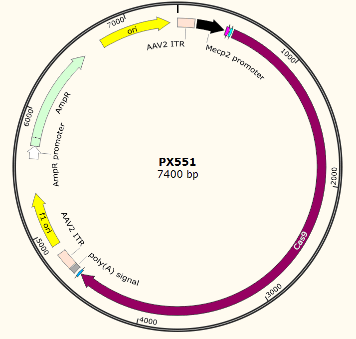 PX551载体图谱