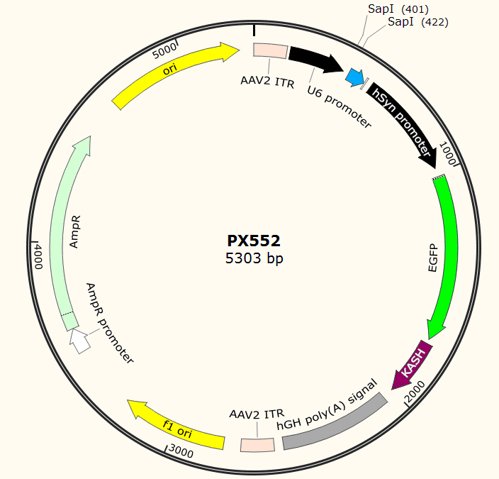 PX552载体图谱