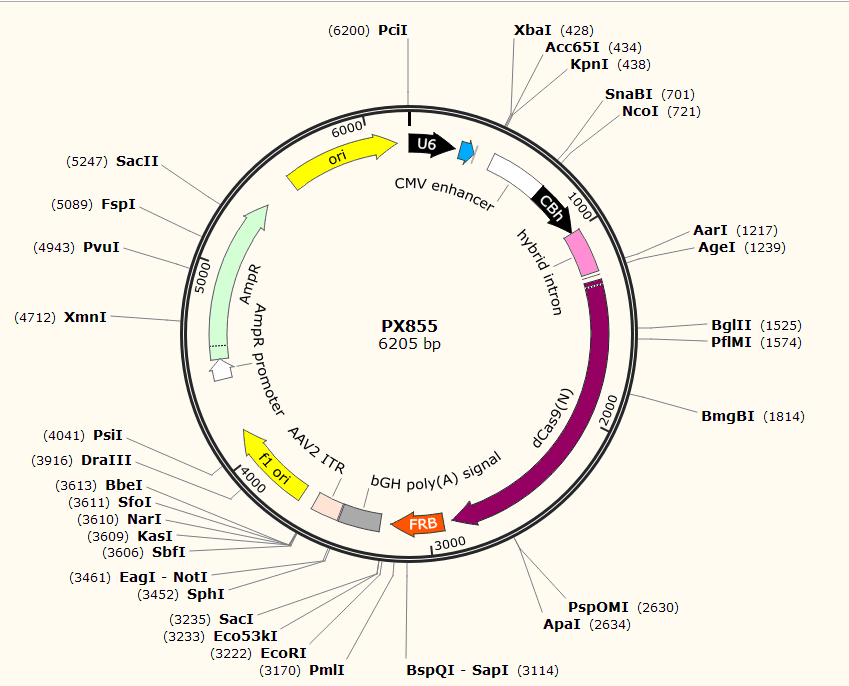 PX855载体图谱