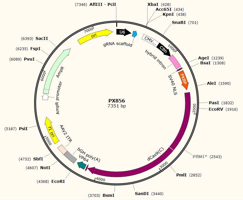 PX856载体图谱