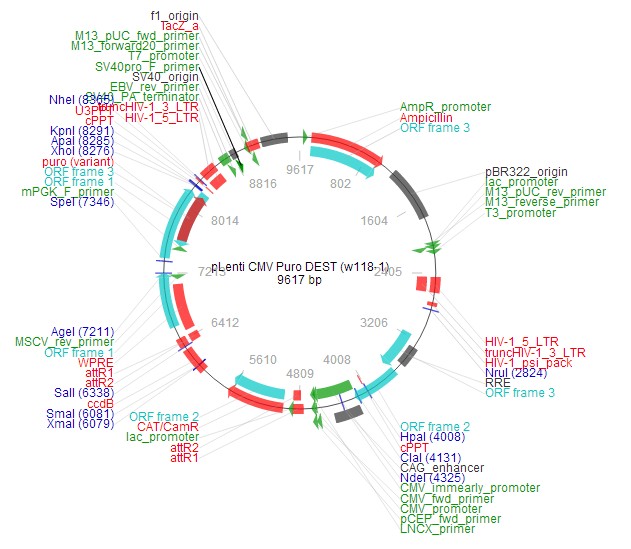 Plenti-CMV-puro-Dest载体图谱