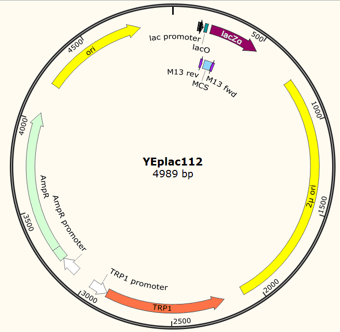 YEplac112载体图谱