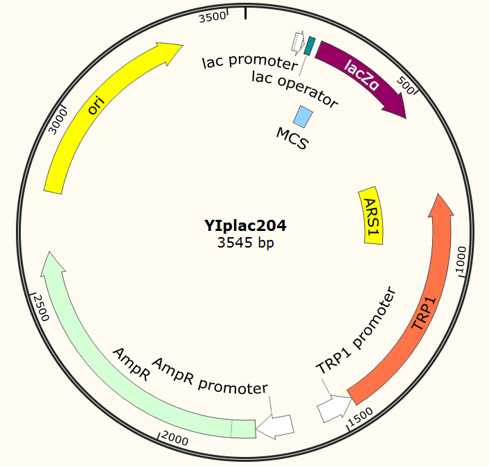 YIplac204载体图谱