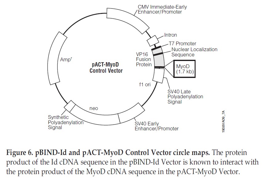 pACT-MyoD载体图谱