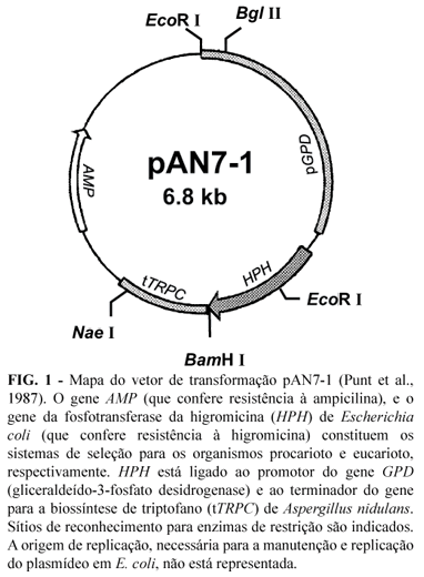 pAN7-1载体图谱