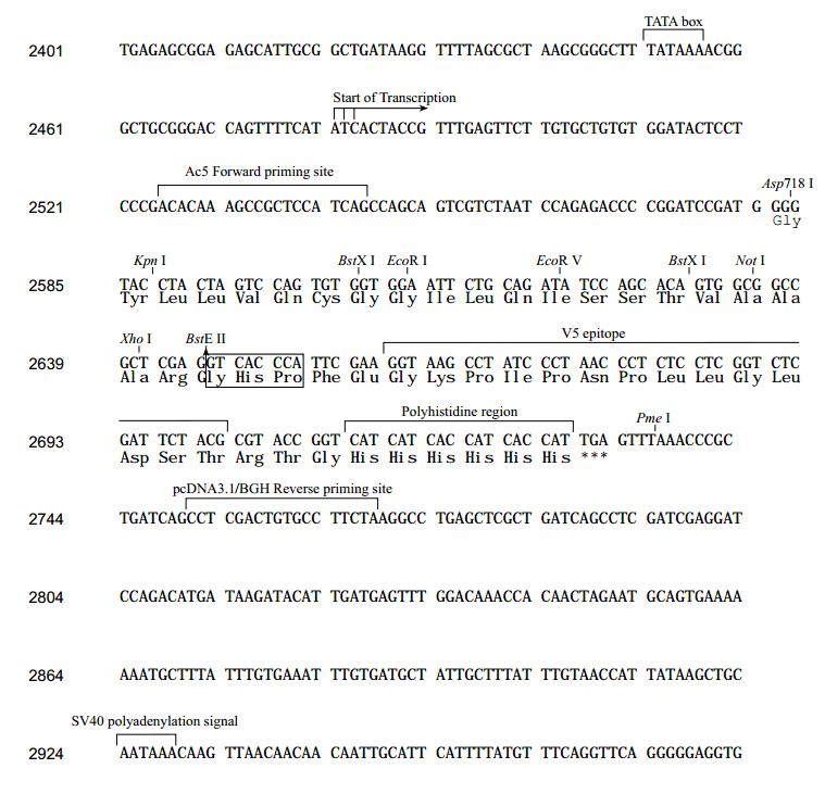 pAc5-V5-HisC 多克隆位点