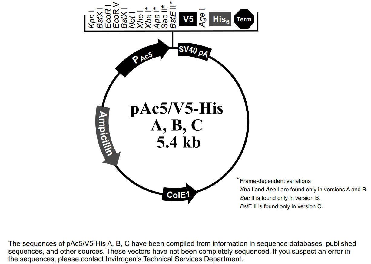 pAc5-V5-HisC载体图谱