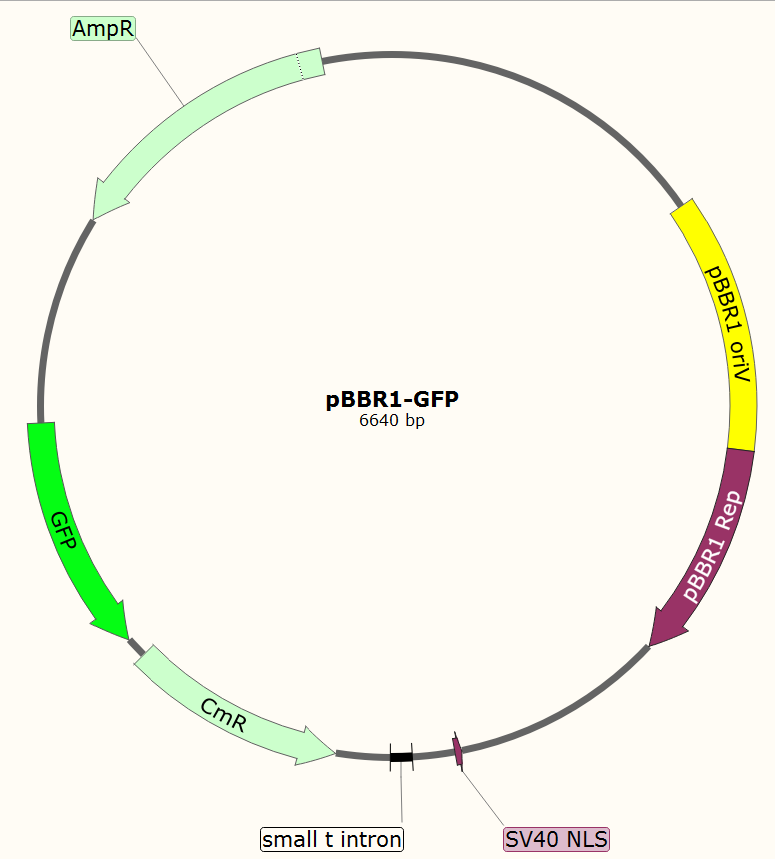 pBBR1-GFP载体图谱