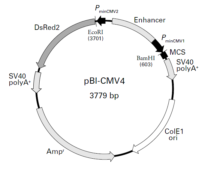 pBI-CMV4载体图谱