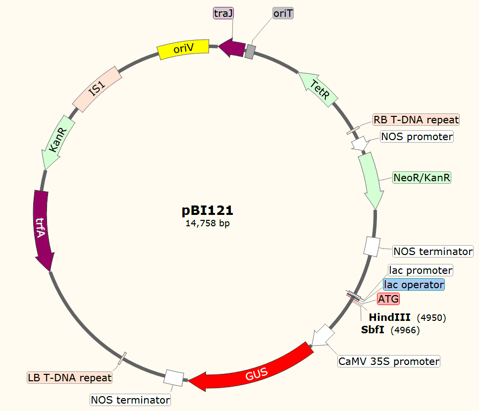 pBI121载体图谱