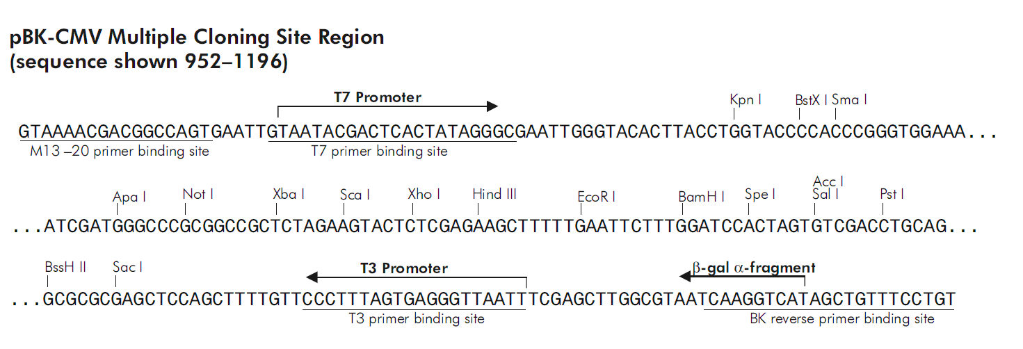 pBK-CMV 多克隆位点