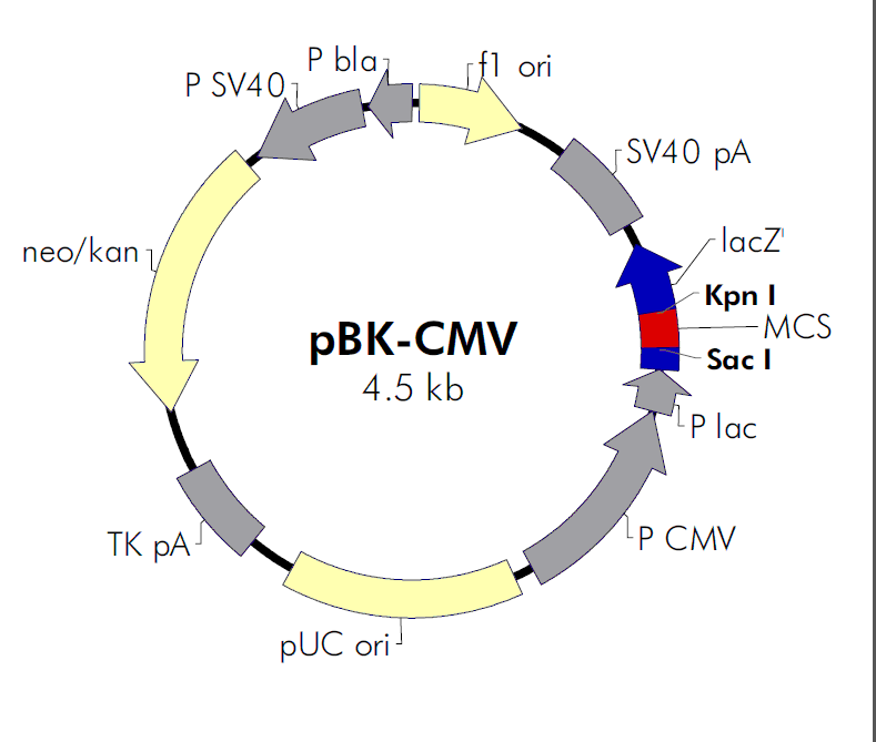 pBK-CMV载体图谱