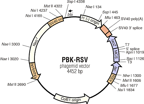 pBK-RSV载体图谱