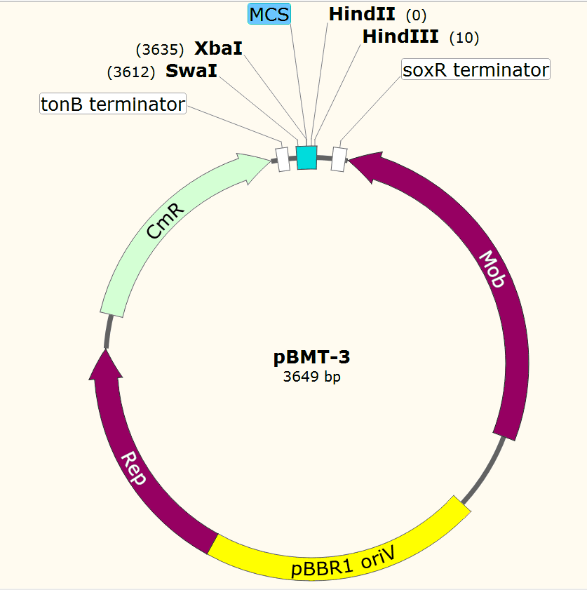 pBMT-3载体图谱