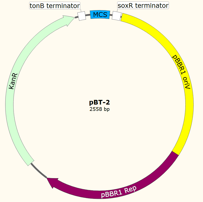 pBT-2载体图谱