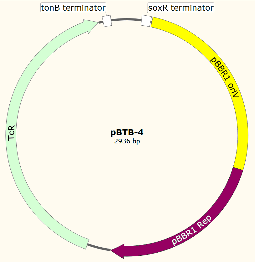 pBTB-4载体图谱