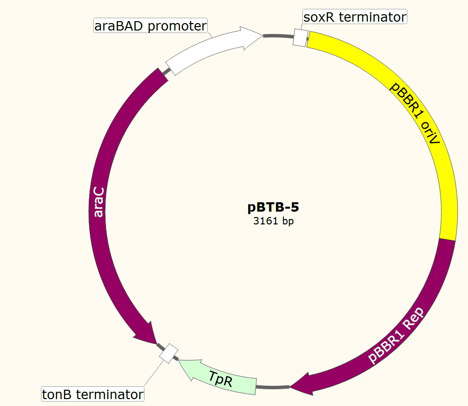pBTB-5载体图谱