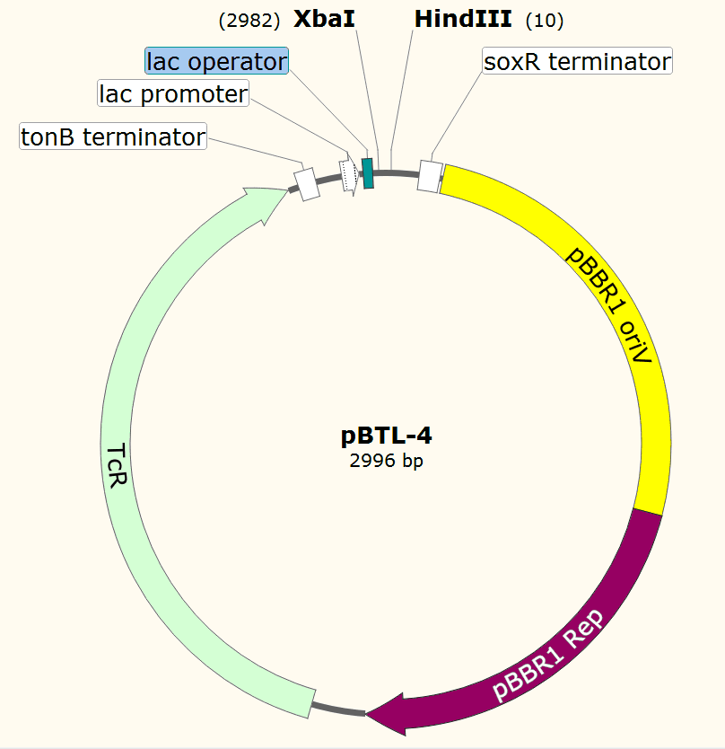 pBTL-4载体图谱