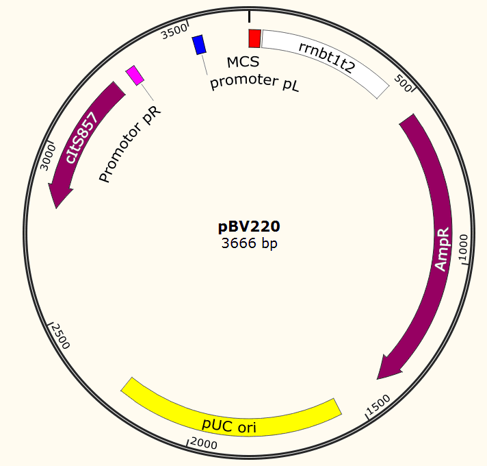 pBV220载体图谱