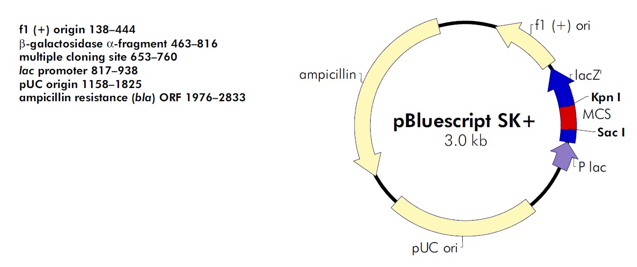 pBlueScript SK(+)载体图谱