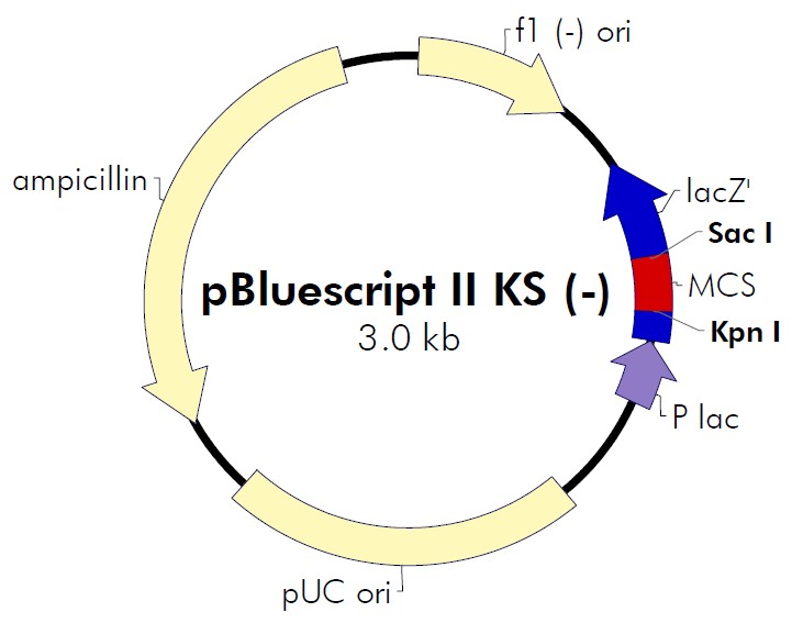 pBluescript II KS(+)载体图谱