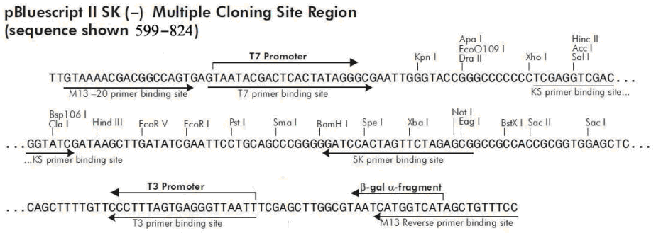 pBluescript II KS(+)多克隆位点