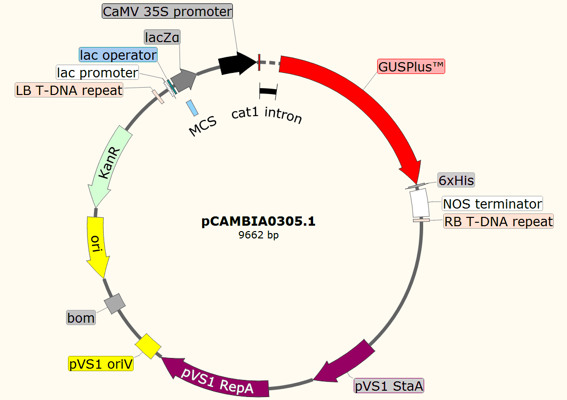 pCAMBIA0305.1载体图谱