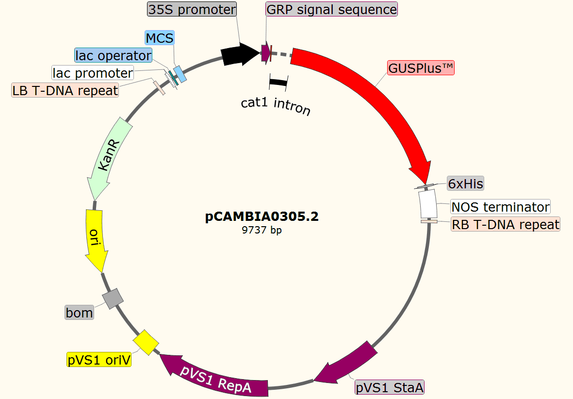 pCAMBIA0305.2载体图谱