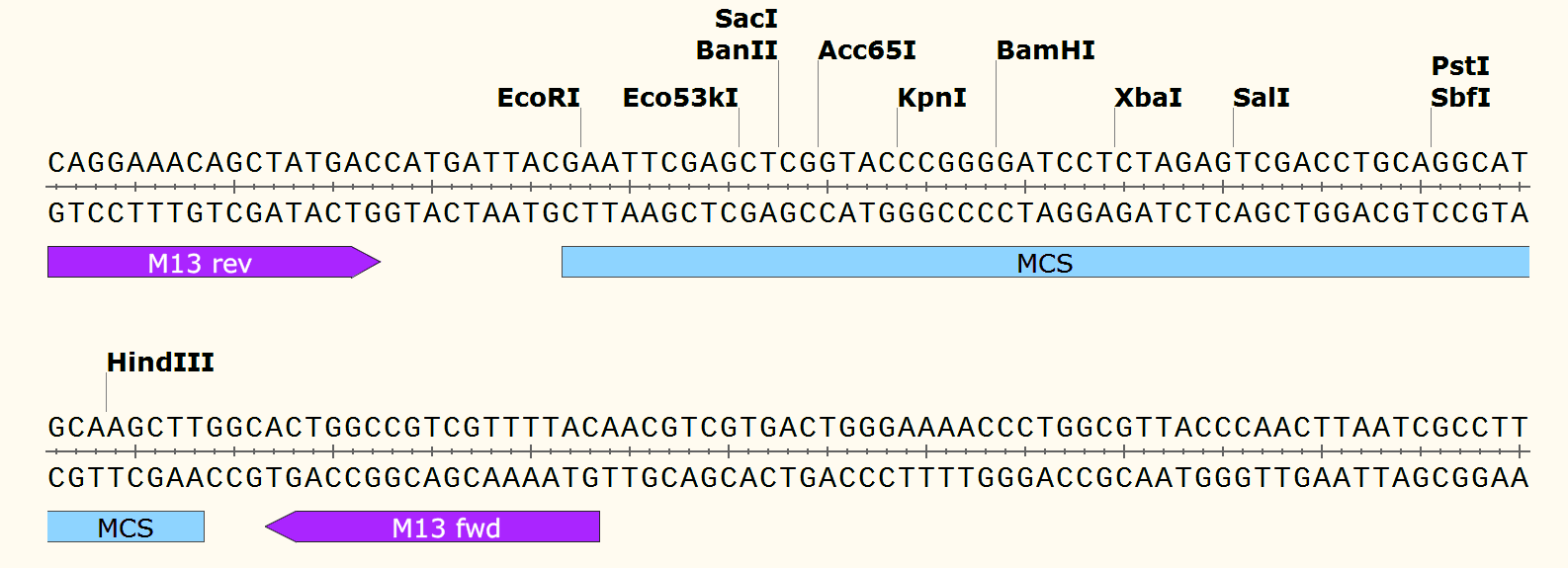 pCAMBIA1200 多克隆位点