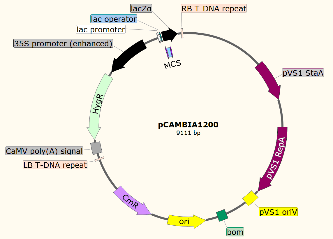 pCAMBIA1200载体图谱