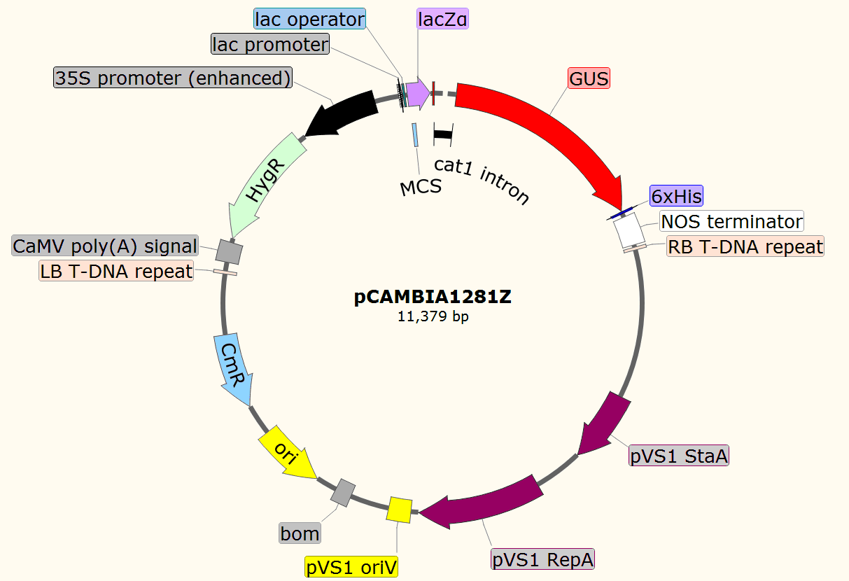 pCAMBIA1281Z载体图谱