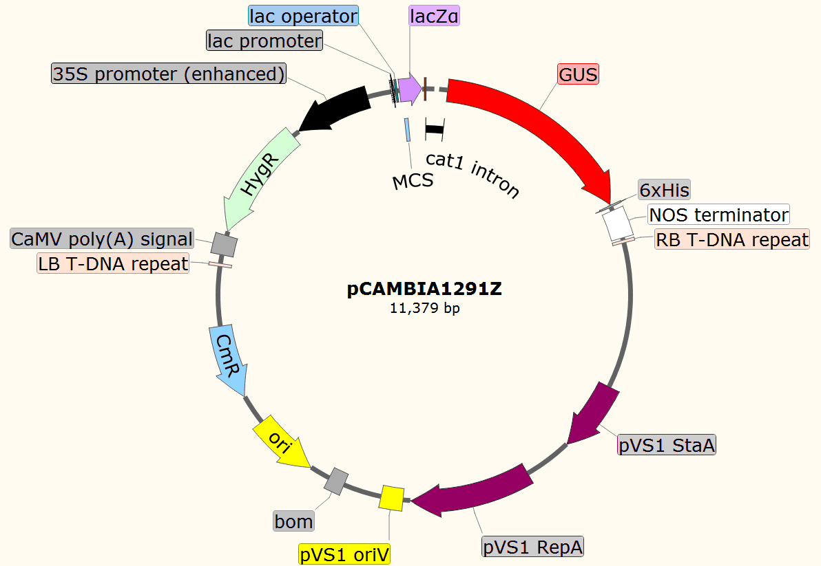 pCAMBIA1291Z载体图谱