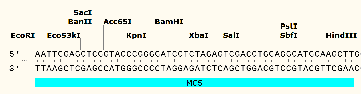 pCAMBIA1300 多克隆位点