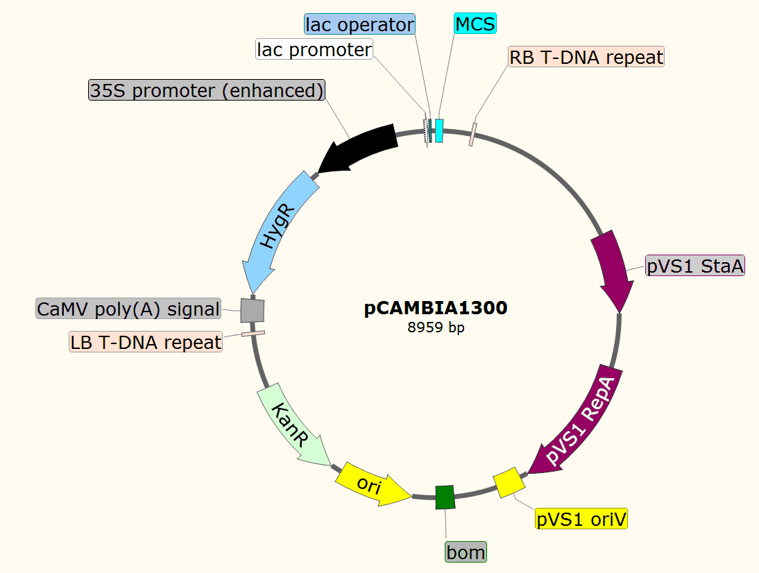 pCAMBIA1300载体图谱