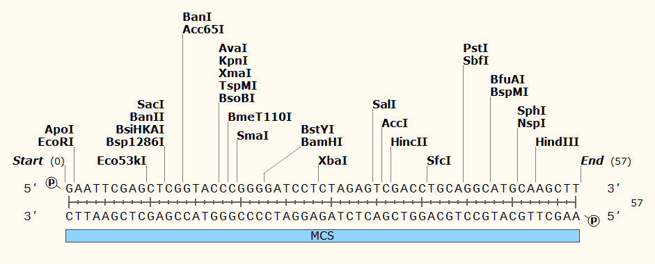 pCAMBIA1302 多克隆位点