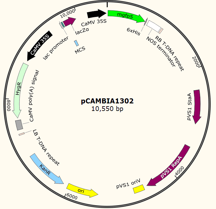 pCAMBIA1302载体图谱