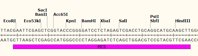 pCAMBIA1303 多克隆位点