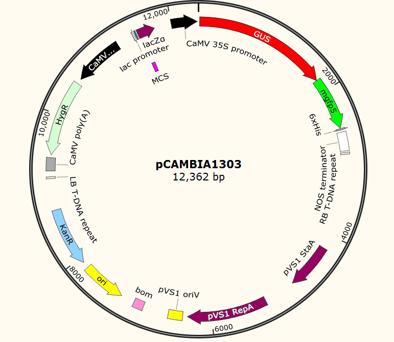 pCAMBIA1303载体图谱